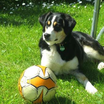 Ferienhaus L�rchenh�tte