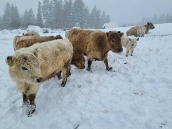 Agroturystyka Pod Gronikami