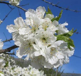 Hotel Valle Del Jerte Los Arenales