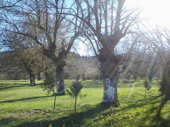 Asador Hostal Taberna Moruga
