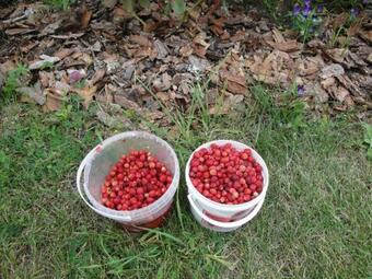Kadariku Tourism Farm