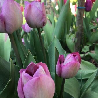 Tilia Bed & Bike Und Caf�