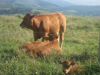 Casa La Hayuela Molleda