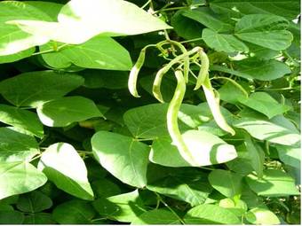Bed & Breakfast The Wheelhouse At Gawbridge Mill