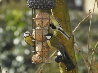 La Maison Aux Oiseaux