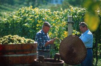Hostal Gasthof Hotel Zum Weinberg