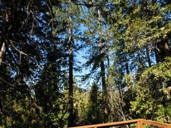 Twain Harte Treasure 1126 Home