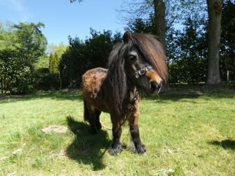 Houten Chalet Nr 19 Op Bospark Trimunt