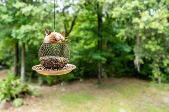 The Tree House