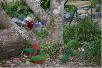 Springbrook Mountain Chalets