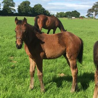 Villa Lismacue House