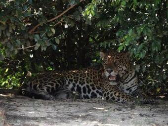 Hotel Pantanal Jungle Lodge