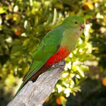 Hotel Upper Murray Resort