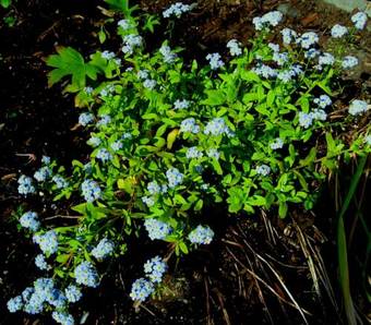House On The Rock B&B