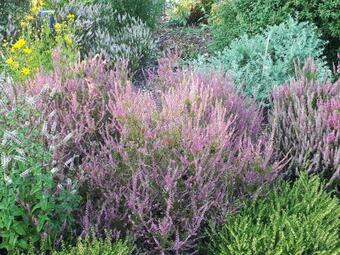 Hostal Le Bien Aller - Le Jardin De Niki