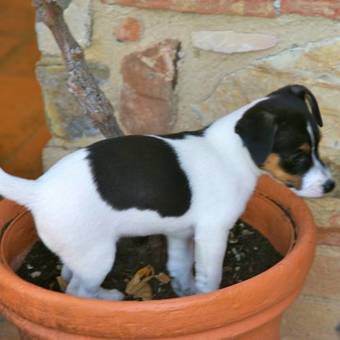 Apartamento Santa Maria A Poneta