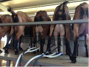 Agroturismo Agriturismo La Betulla