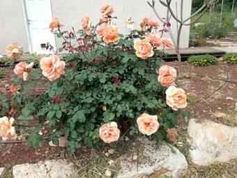 Apartamento Lakeview Chalet In The Galilee