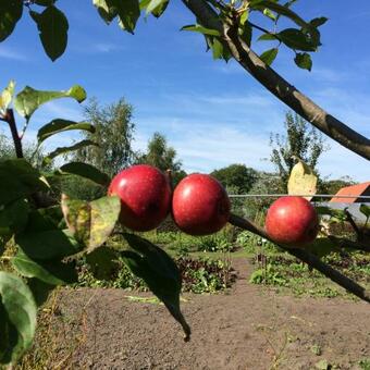Tiny House Pioniershuisje