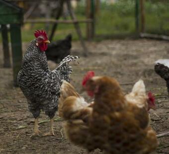 Apartamentos La Huertona
