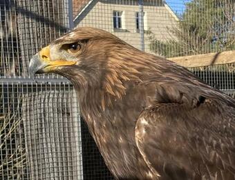 Hostal Pension Und Falknerei An Der Alten Schmiede
