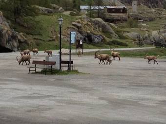Hotel Albergo Gran Paradiso