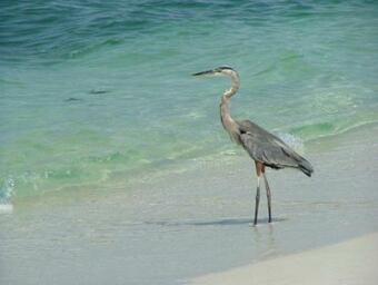 Casey's Fun 'n Sun Bungalow- - Pet Friendly