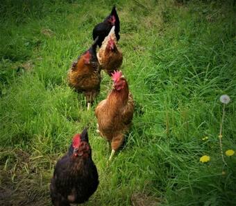 S�jour Zen � La Campagne