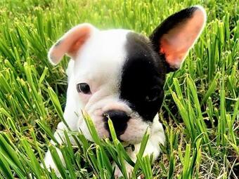 G�te La Tani�re Confort