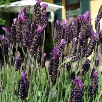 Hostal I Due Noci, Dormire A Malpensa