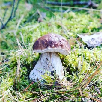 Holiday Home Sielanka Domek Z Saun? Na Kaszubach