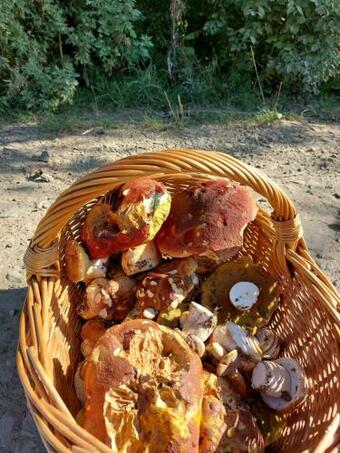 Posada Zajazd Pod Akacjami