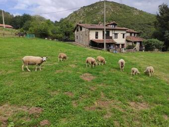 Apartamentos Picu Moru