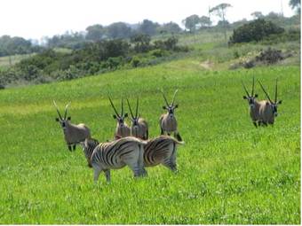 Thali Thali Game Lodge