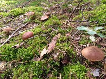 Dom Na Ludowo W Brze?nicy