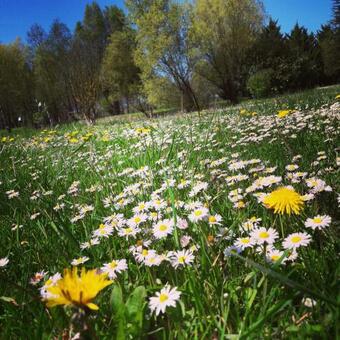 Bed & Breakfast La Marelle