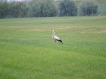 Holiday Home Vakantiehuisjes De Betuwe