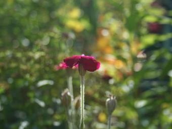 Ferienhaus Heidi Mittelndorf