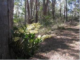 Bed & Breakfast Tuckeroo Cottages & Gardens