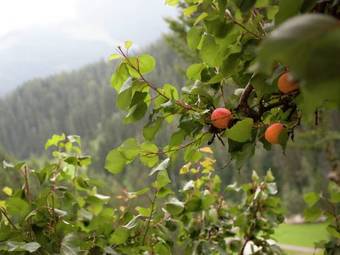 Apartamento Hois Leitner