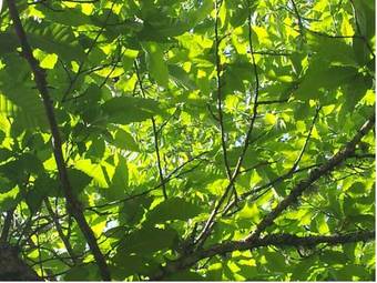 Agroturismo Alojamiento Rural Camino Beturia