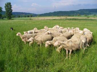 Hotel G�stehaus Saline