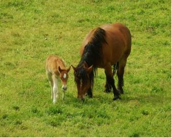Agroturismo Casa Rural Aldekoa