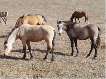 Agroturismo El Patio Del Maestrazgo