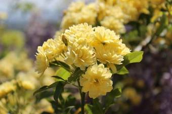 Agroturismo Casa Do Monte De Roques