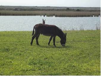 Camping Les Galets De La Molliere
