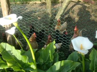 Agroturismo Arriola Txiki