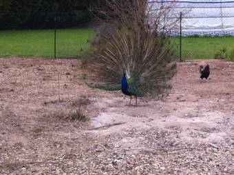 Les Yourtes Bourcominoises