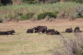 Lodge Bergsig Game Farm