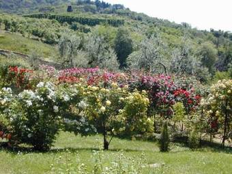 Viviendas Turisticas Cappuccini Resort